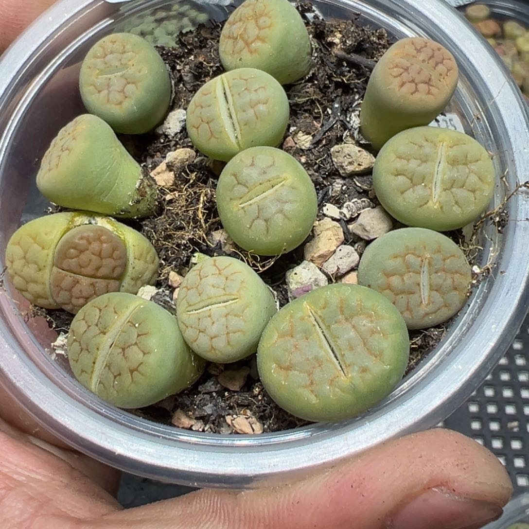 【闪购商品】 126。    