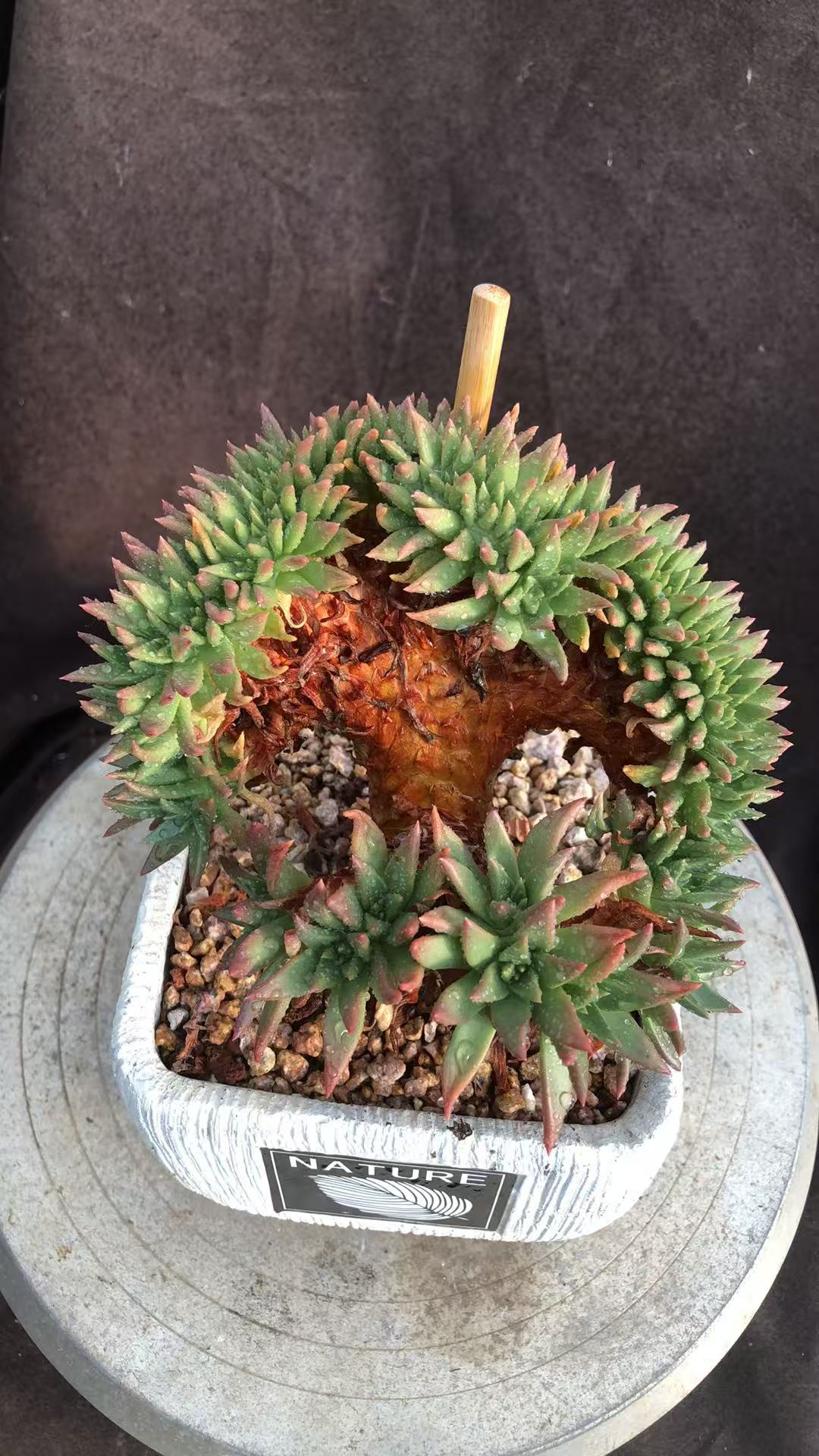 绿菊小树桩朵朵缀 双排座 孤品 多肉