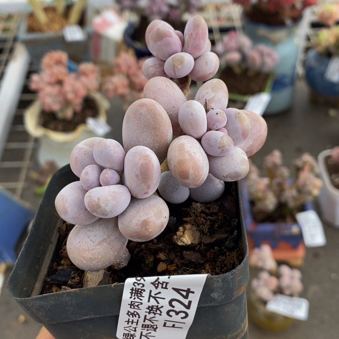 蛋黄奶酪324/7c m