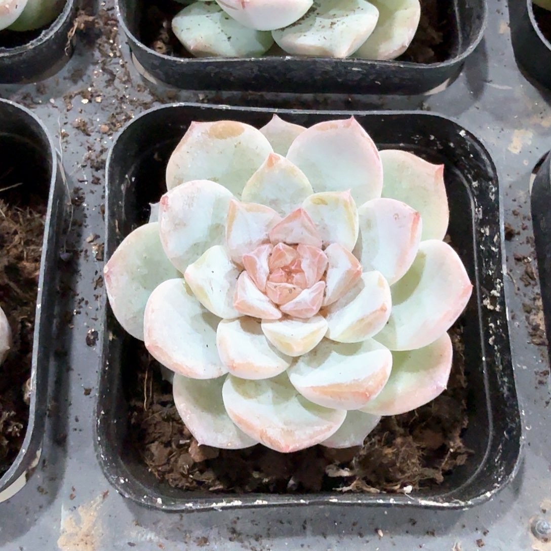 糖心冰冰多肉植物