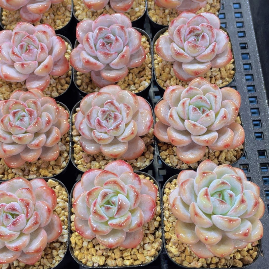 量拍16号老桩星星雪单头一个