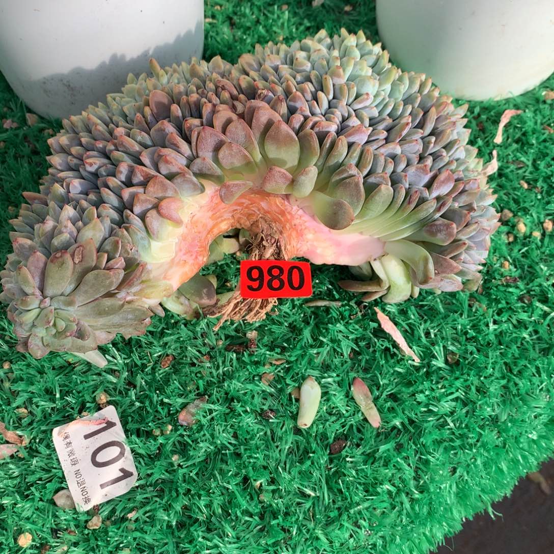 980橙子11111111111111111