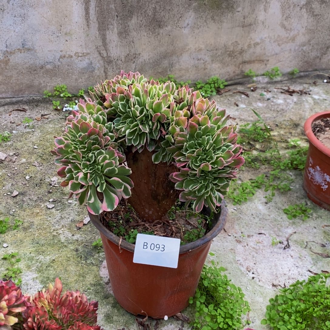 白凤 b093 法师缀化