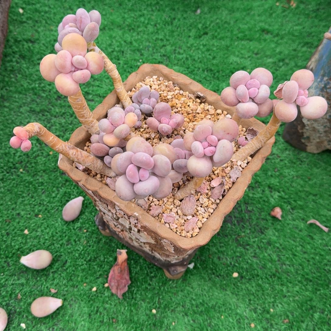 彩虹奶酪飘支老桩一物一拍