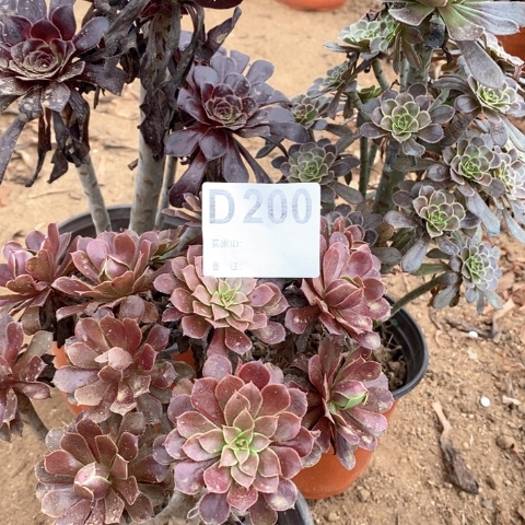 200三颗法师多肉植物