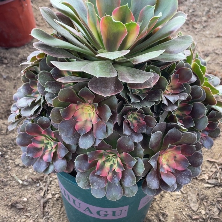 无花朵695对肉植物香妃