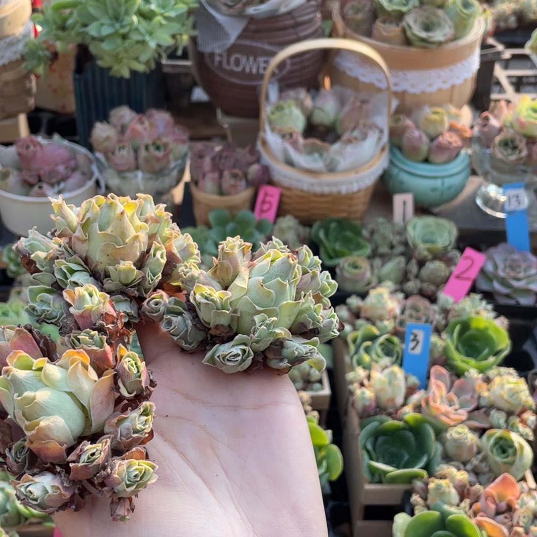 天***贝山地玫瑰多肉植物花卉101