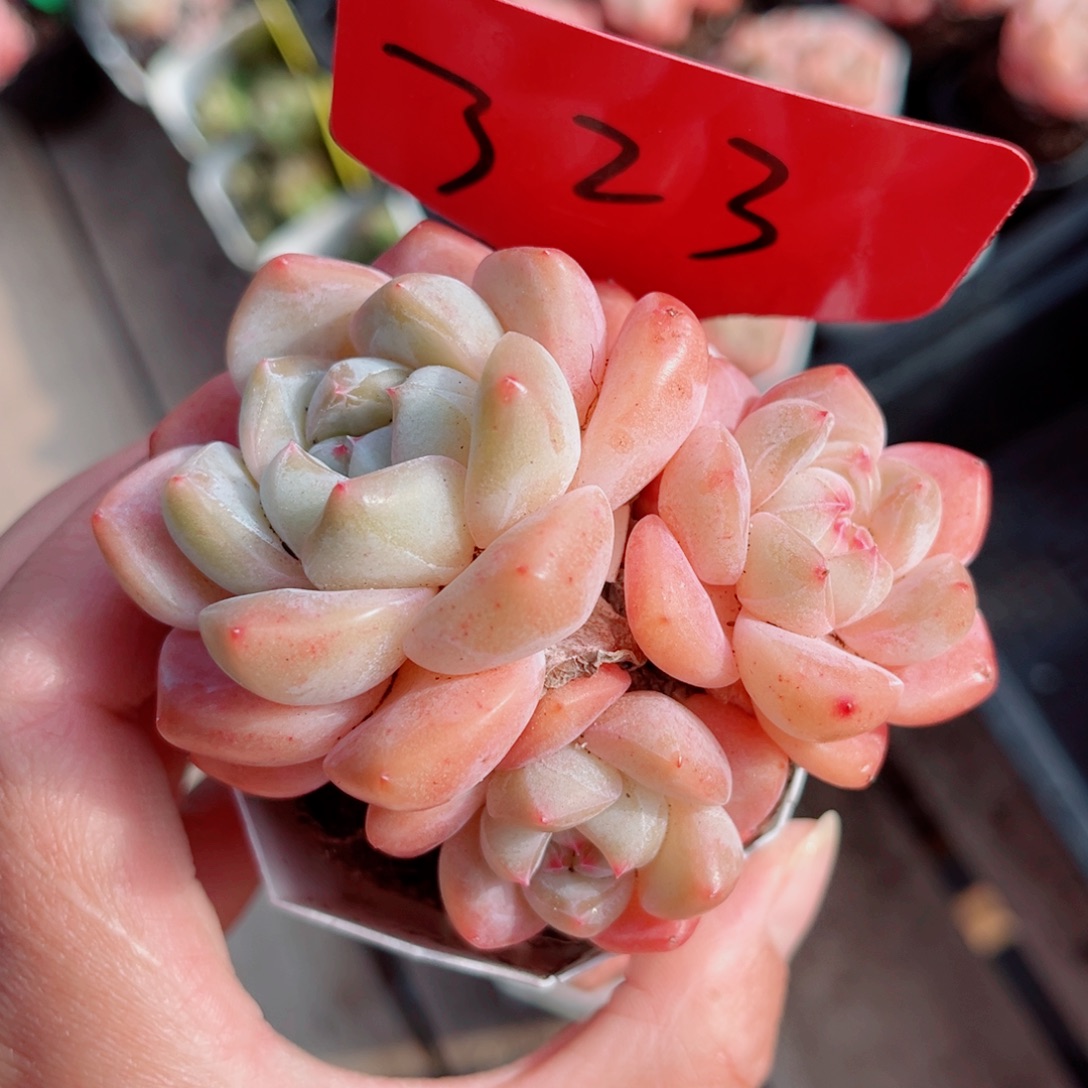 323号小老桩糖心群4头