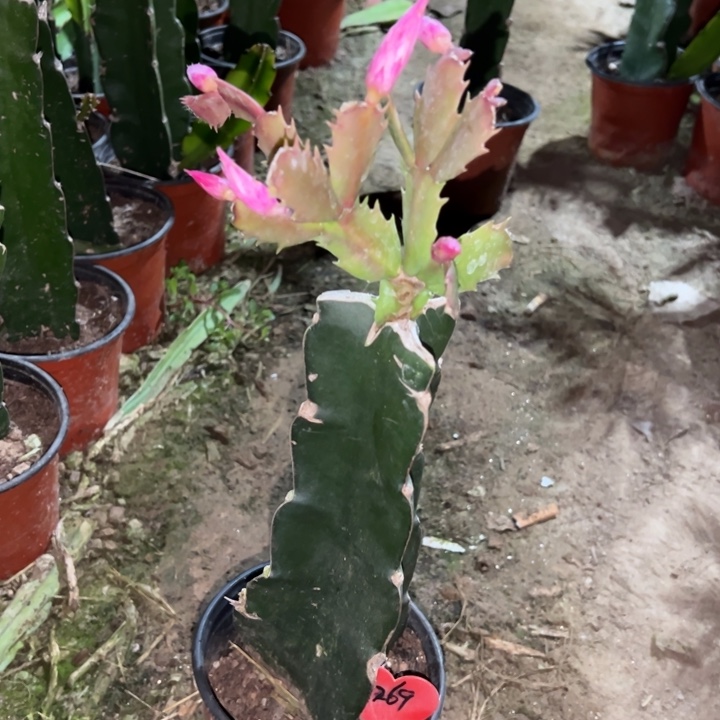 百***女当前无花栽培后可以开花荷花妹妹1269