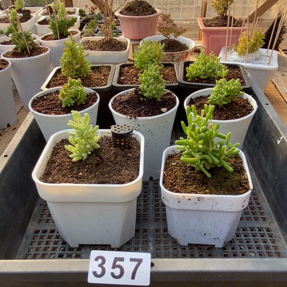 枝干番杏多肉植物357