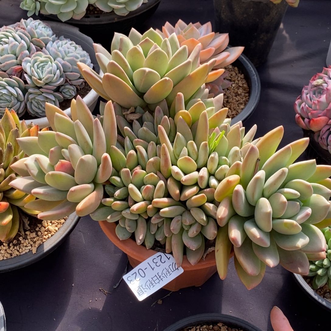 两单包邮1231-23海洋之心