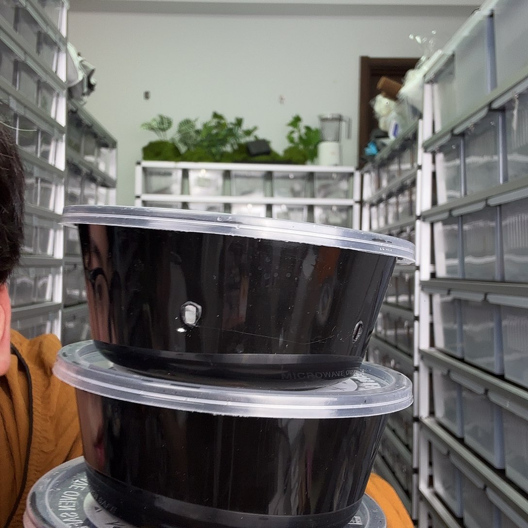 睫角守宫三选一睫角