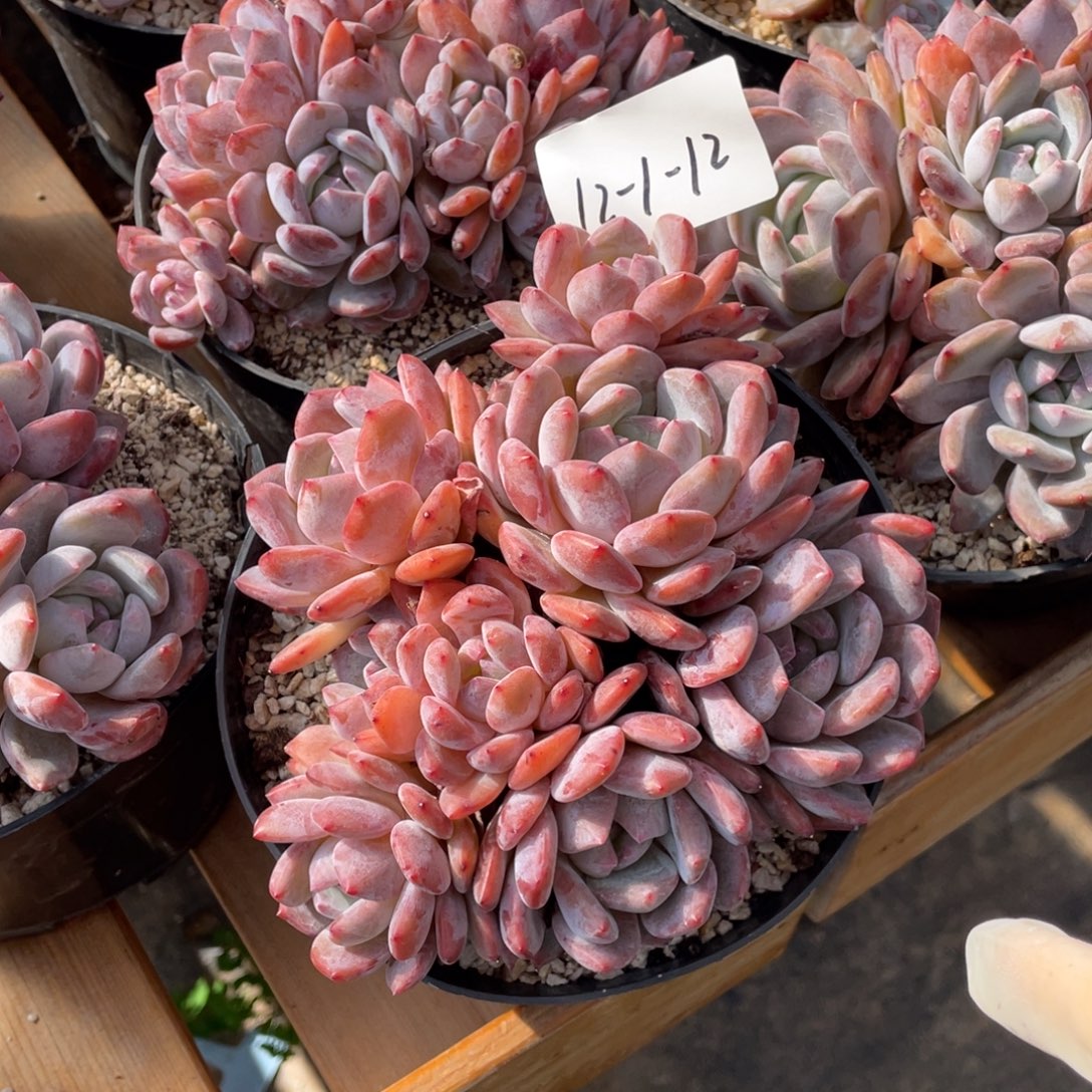 12-1-12静好多肉园艺