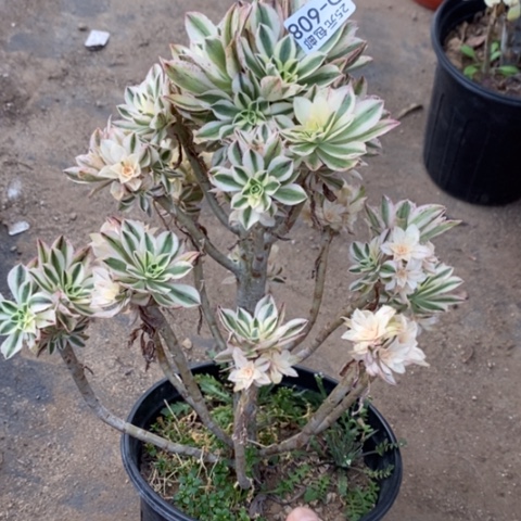 608保时捷满25包邮多肉