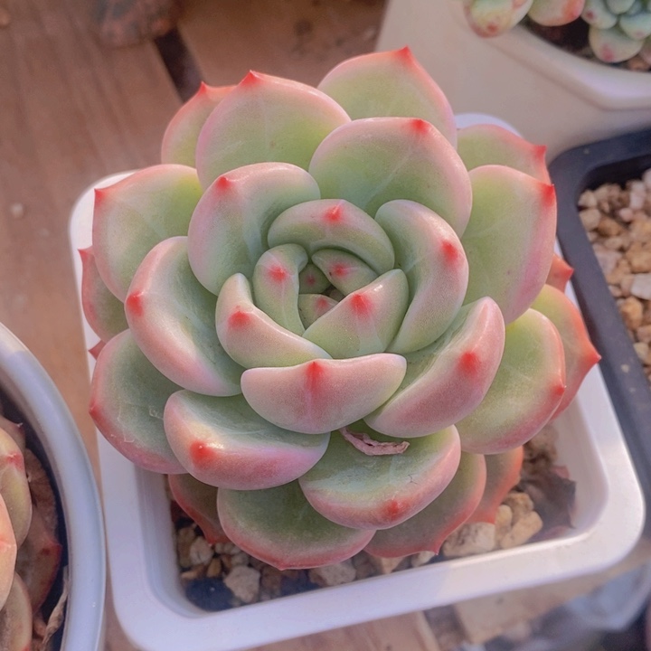 养****肉多肉乐园精品新品