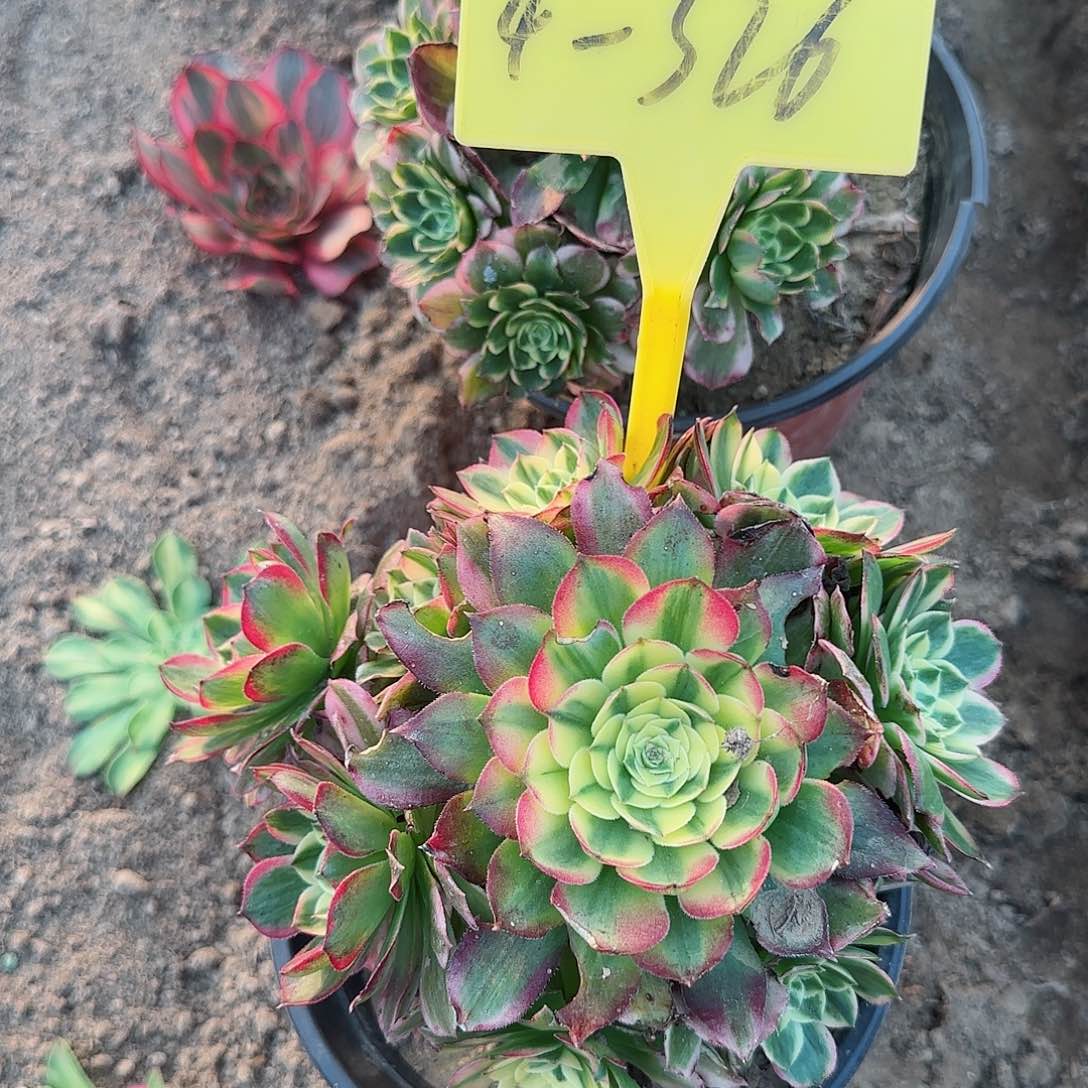 4-326--+多头多肉植物