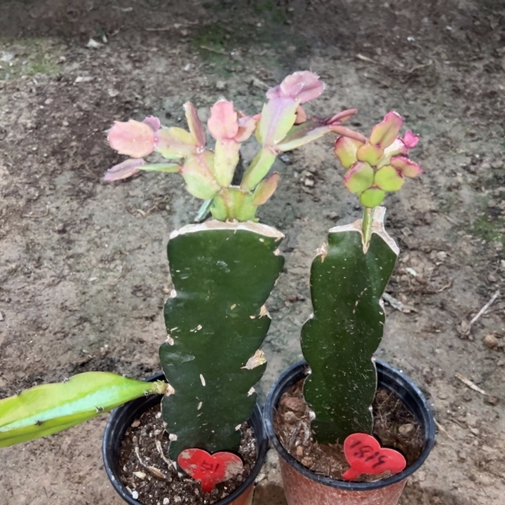 玲***韵当前无花栽培后可以开花061  511  037  1819