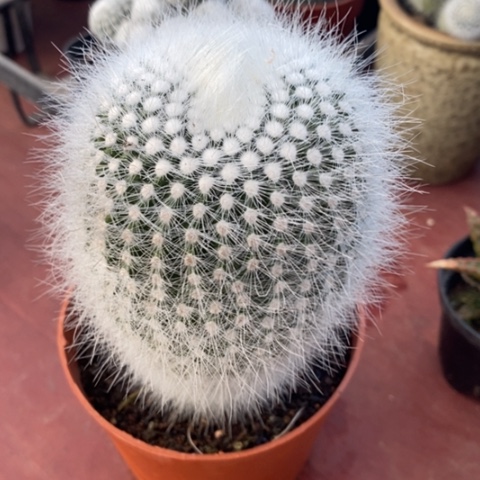 大白小丁8仙人球