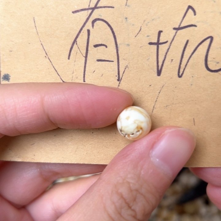 蜜蜡未镶嵌裸石10mm一个