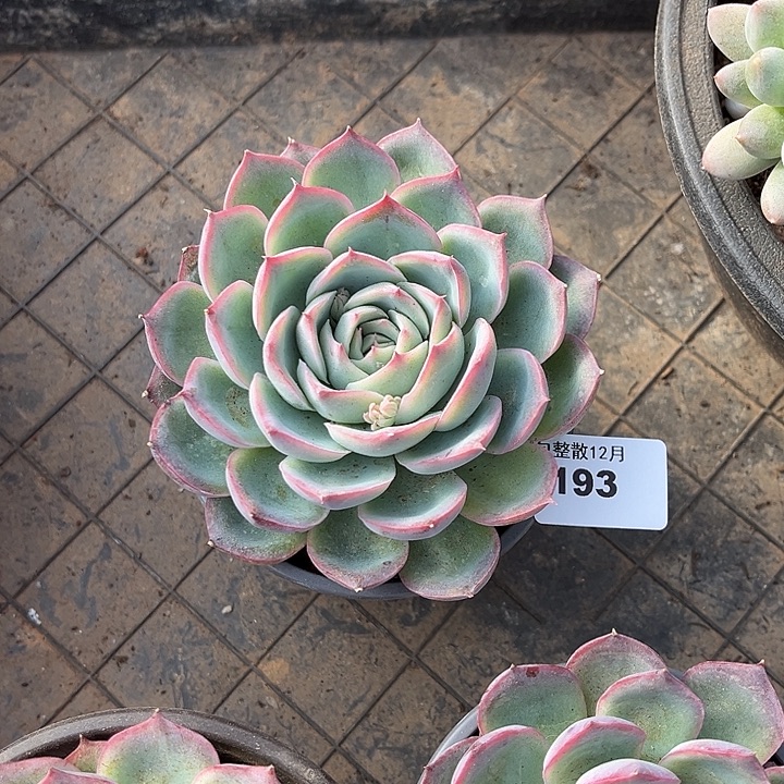 阿雅园艺。      3193侧影