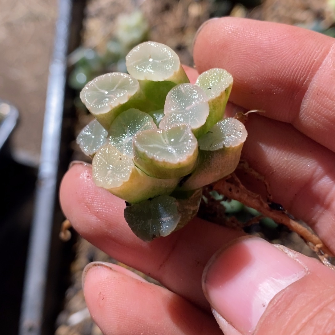 3054 一颗糊斑万象锦 点赞福利