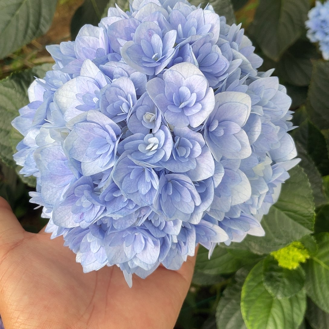 绣球切花一物一拍3枝起包邮，111