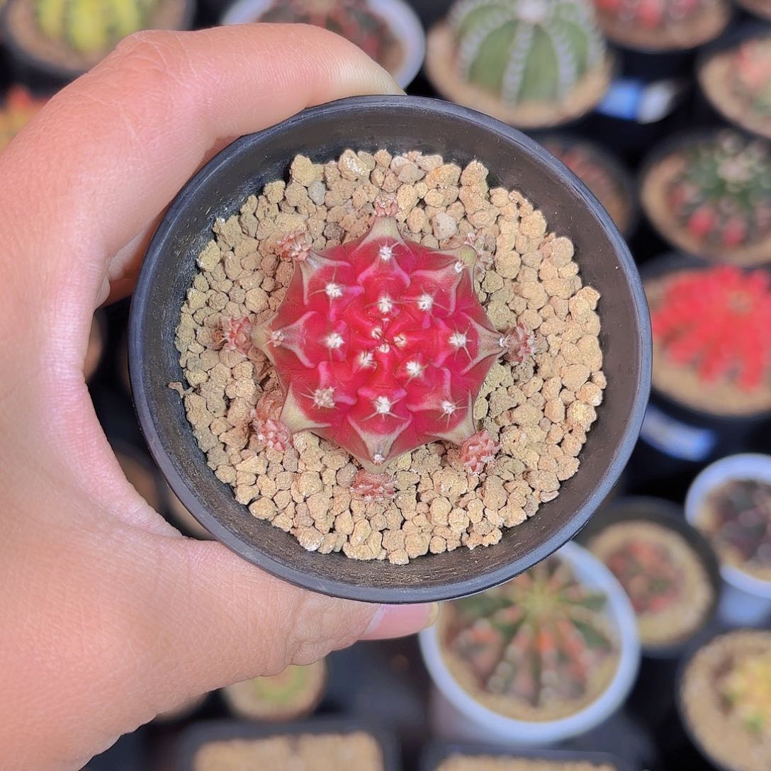 泰系米哈仙人球6号