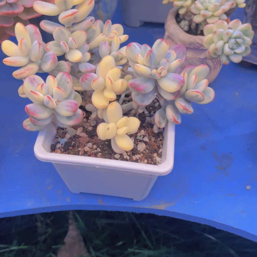 敏***敏多肉植物保护研究所所长一