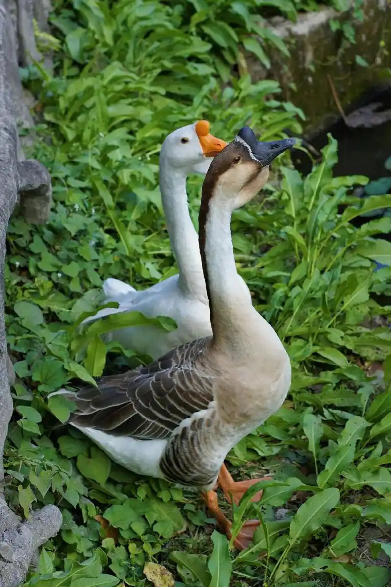 本地土鹅，农户散养散放