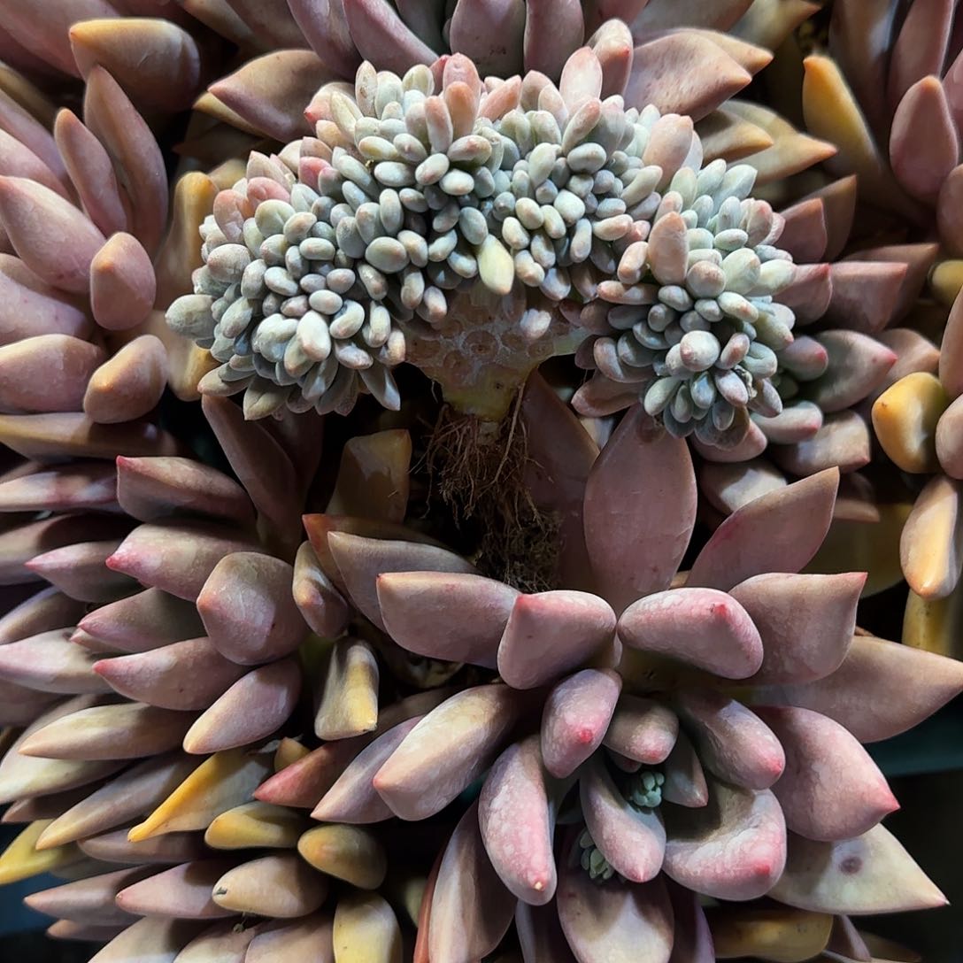 柠*草灯美人缀化多肉植物 0000