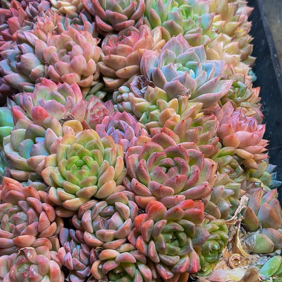 木***桃083点点滴滴点点滴滴