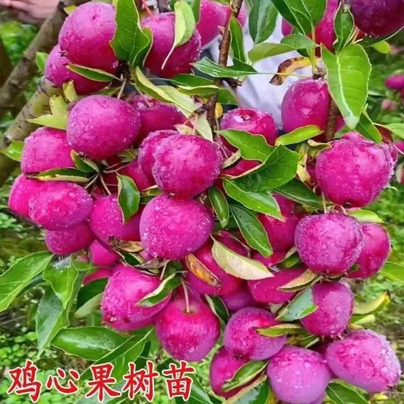 直播间一物一拍各种果树南北方种植盆栽地栽