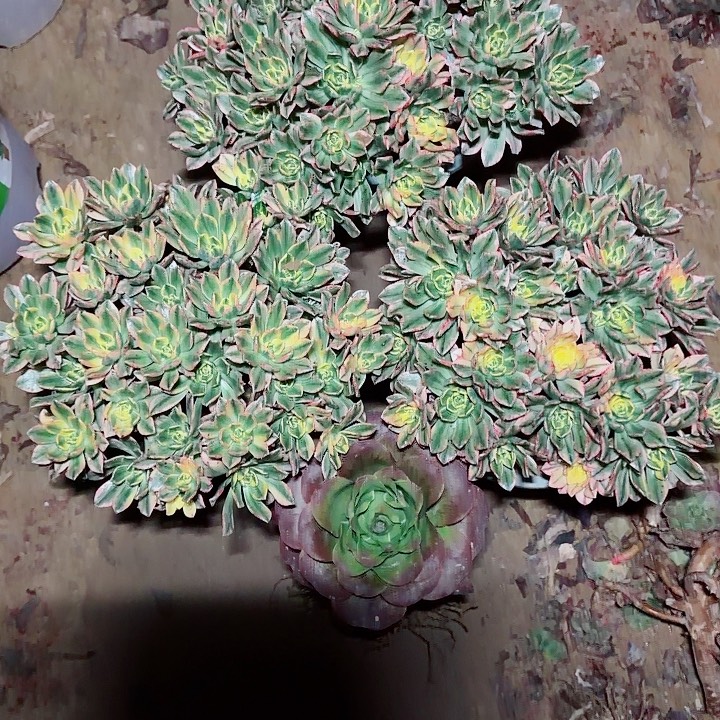 微***暖甜茶3棵1111111111