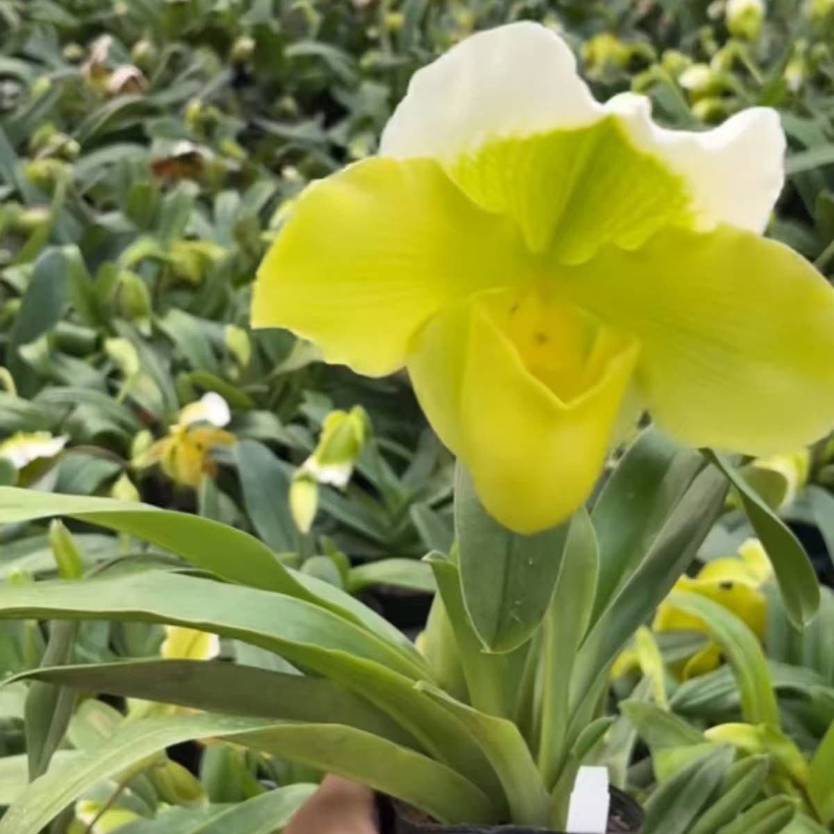 人工种植绿肉饼兜兰盆栽顺丰包邮植迷不误贵州基地直发