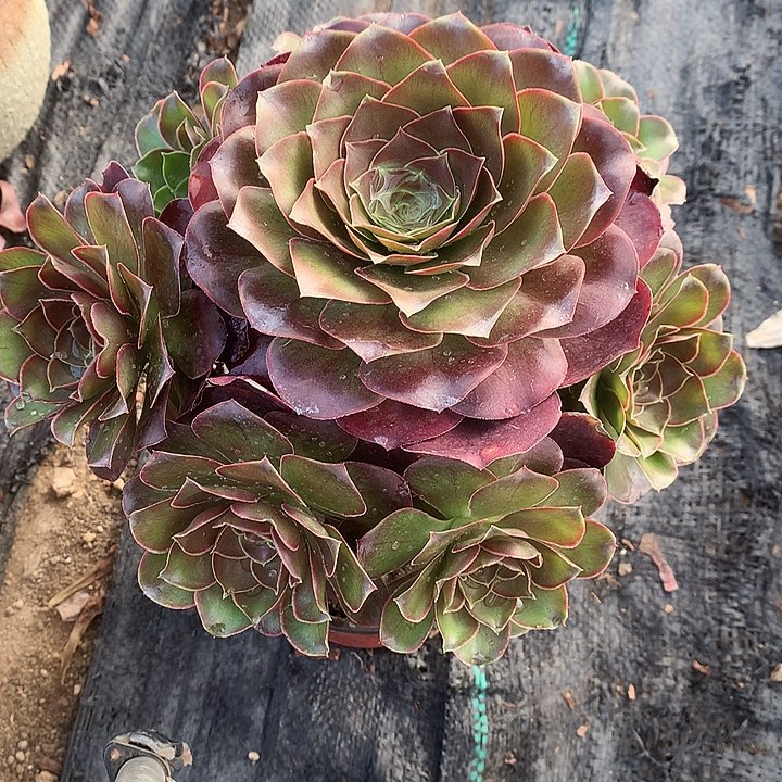 315魅金玫瑰多肉植物