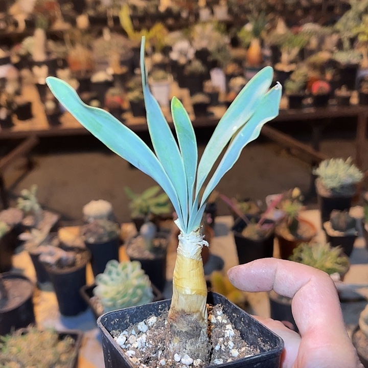 满38包邮2天凑单，脱土晾根发货多肉植物