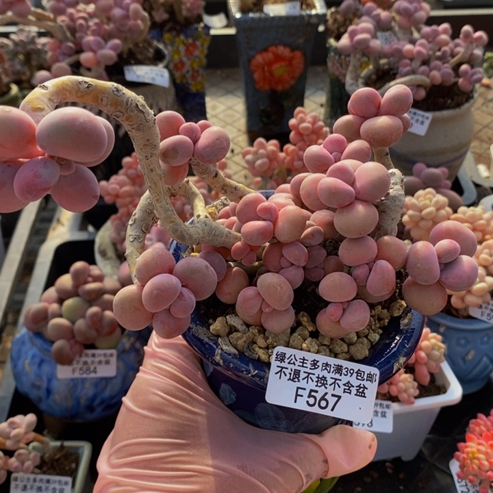 腰子桃蛋13cm567多肉植物
