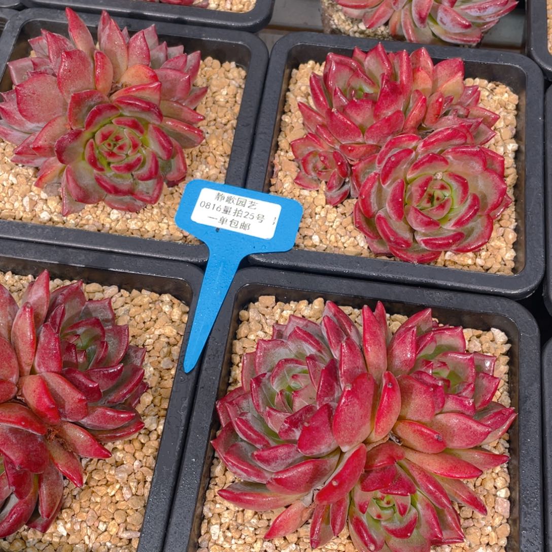 0816-25-母本夜魔侠群福利一颗量拍