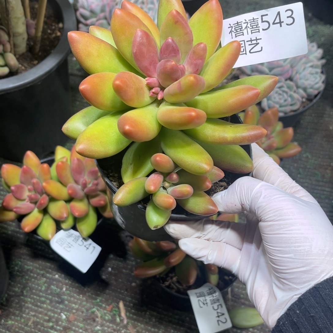 543芒果奶多肉植物……