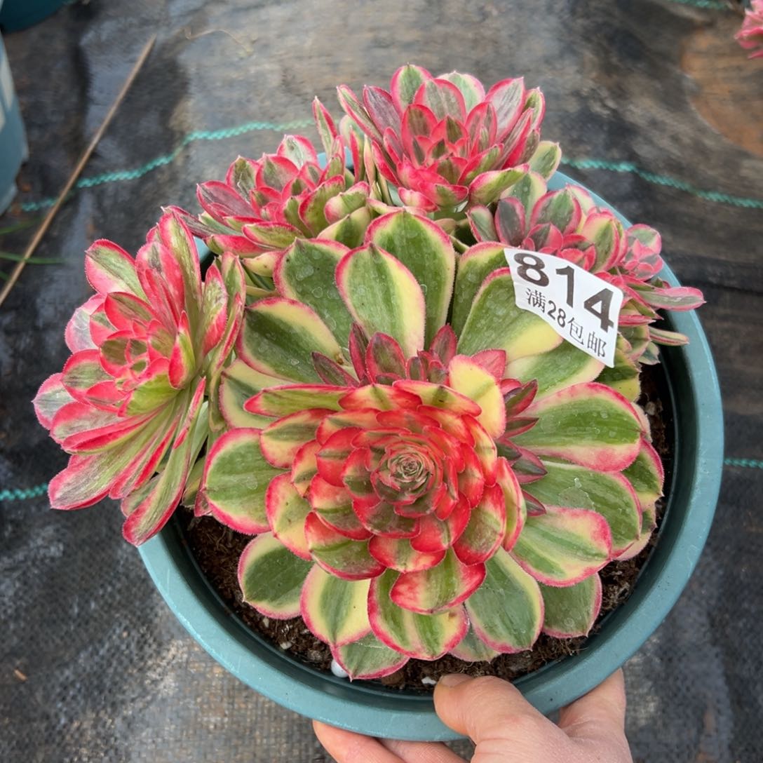 多肉植物814海神