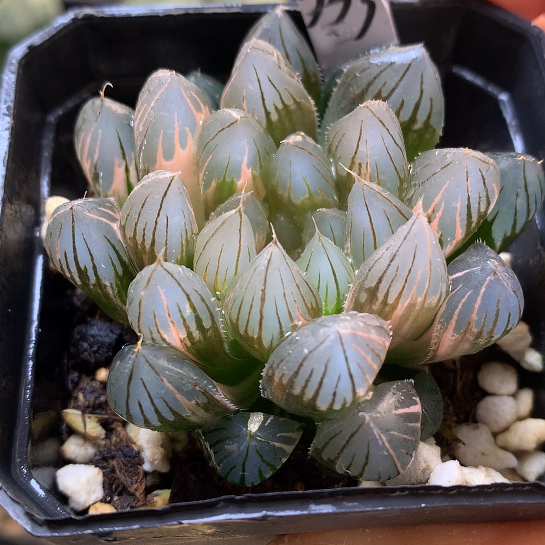 霓虹灯玉露锦带盆土发货lll