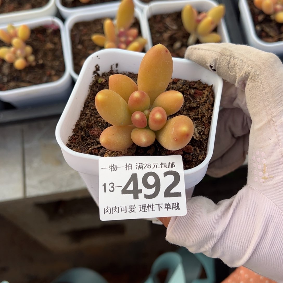 金蟾，多肉多肉多肉多肉