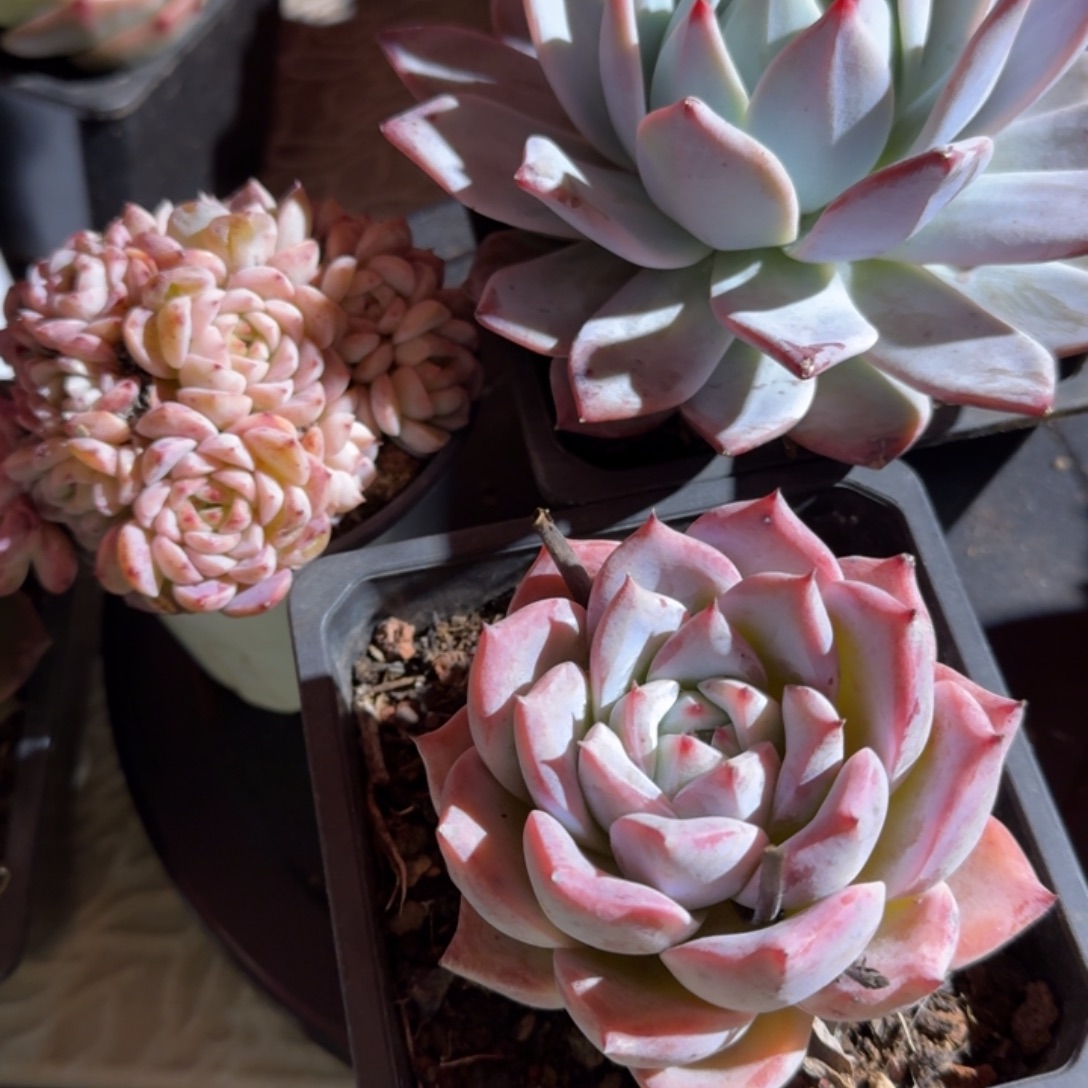 专拍链接多肉精品