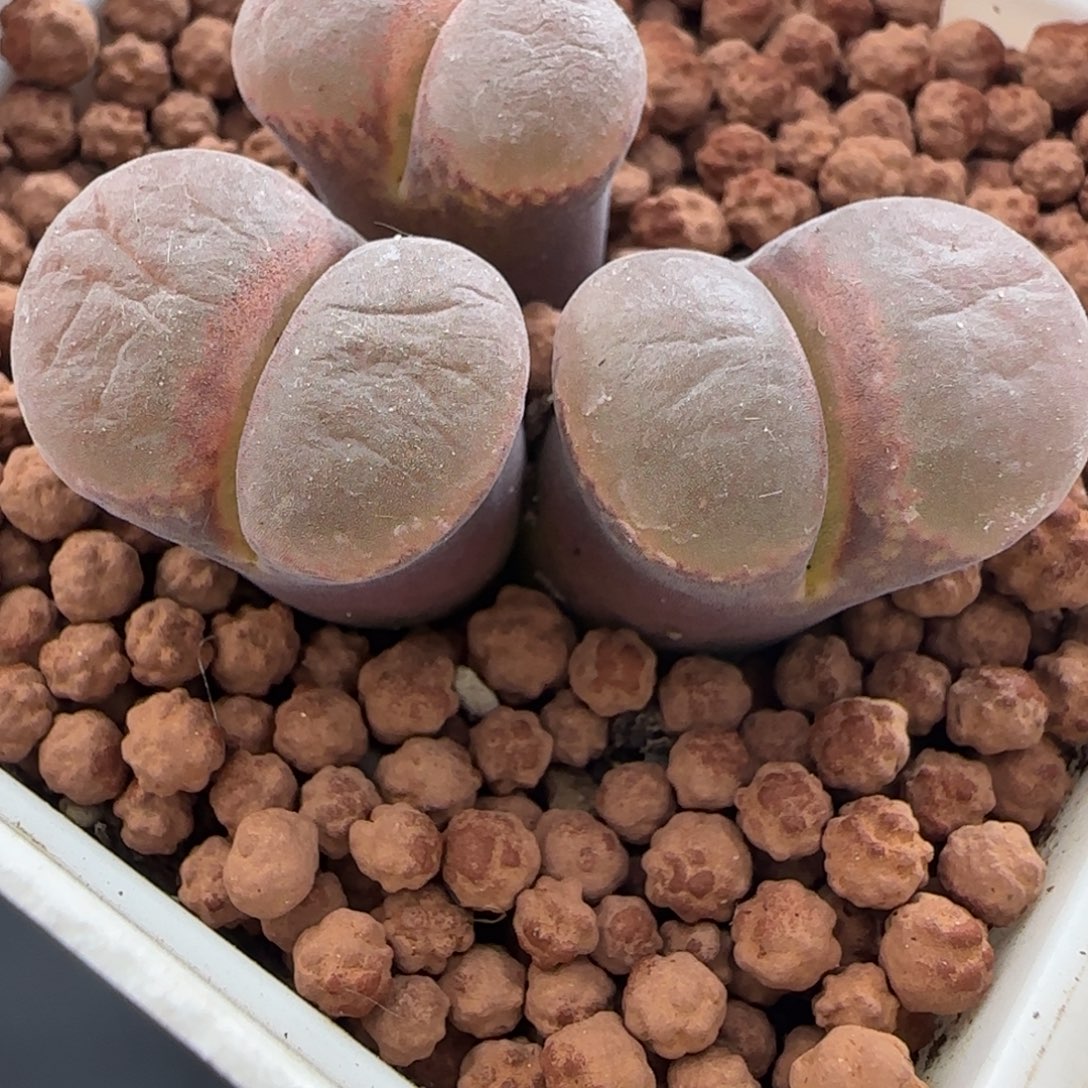 多肉植物外播C10sP母本51号