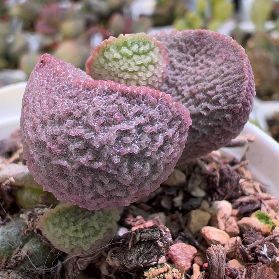 粉色腰子型实生新品多肉植物