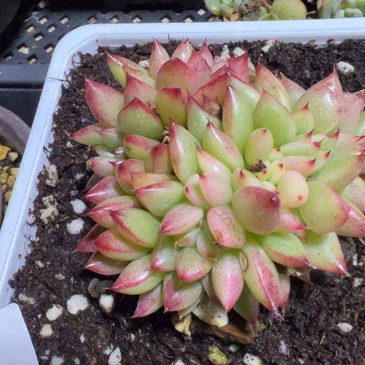 锦缀多肉植物46乌木杂