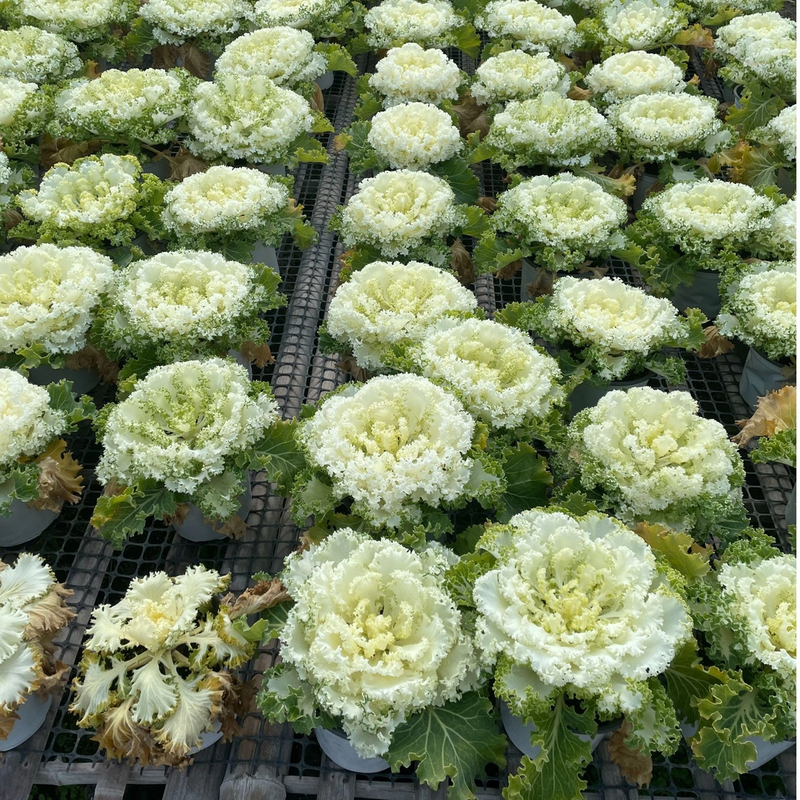 【寿光速发】羽衣甘蓝可食用庭院耐寒四季植物阳台盆栽地栽