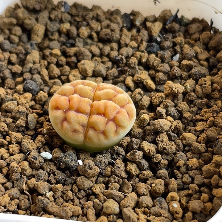 家人园艺多肉生石花超级脑纹玉736