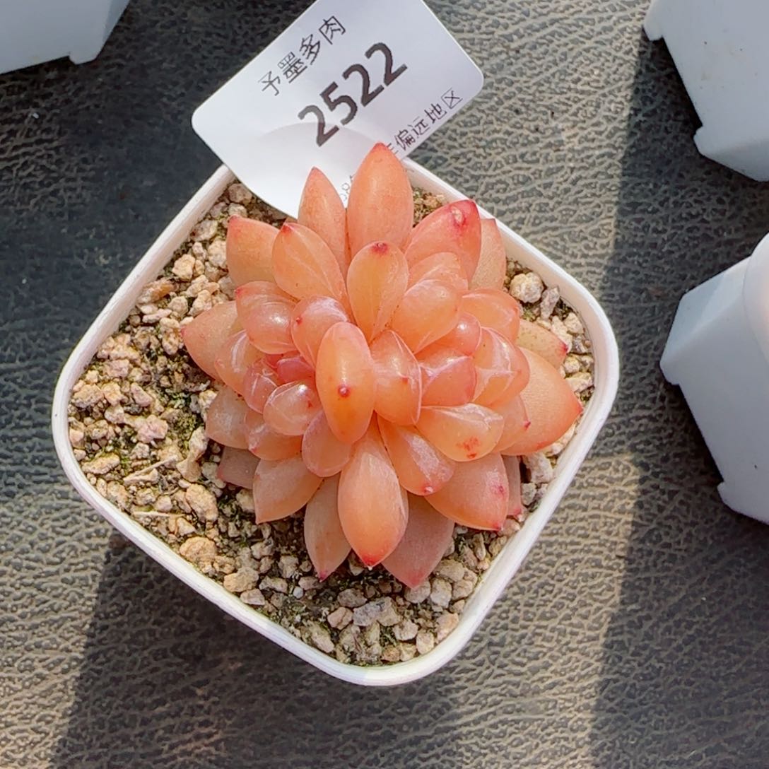 金柯，2522多肉植物