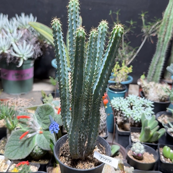 799泰龙木脱土发货